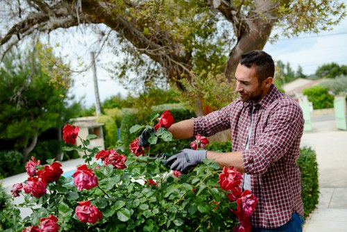 A man with short dark hair and a neatly trimmed beard, wearing a red and white checkered shirt and gardening gloves, is tending to a vibrant rose bush in a landscaped front garden. The rose bush features numerous large, bright pink blossoms and dark green leaves, positioned in the foreground with well-maintained flower beds and borders. Behind him, a large tree with spreading branches and green foliage provides shade, while a paved pathway runs alongside the garden. In the background, suburban houses and wiring are visible under a partly cloudy sky, suggesting a mild weather day. The scene reflects outdoor garden maintenance typical of professional landscaping services in Acton, with a focus on floral care and garden upkeep.