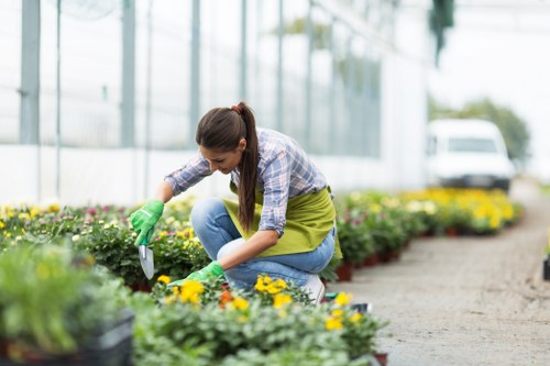 A young woman wearing green gardening gloves and casual clothing, including a plaid shirt and blue jeans, is kneeling on a paved garden pathway while tending to flower beds filled with yellow and purple blooms. The garden layout features a well-maintained lawn area bordered by flower beds along the edge of the patio, with various plants and small shrubs visible in the background. The outdoor space appears to be part of a landscaped garden, possibly in the Acton area, with a greenhouse or glass structure and a parked vehicle seen through the glass panels. The scene is set on a bright day with natural light, highlighting the vibrant colours of the flowers and lush greenery. This garden scene reflects professional outdoor maintenance and gardening services that can enhance the appearance of residential or commercial outdoor spaces, consistent with the services offered by companies such as Landscapers Acton.