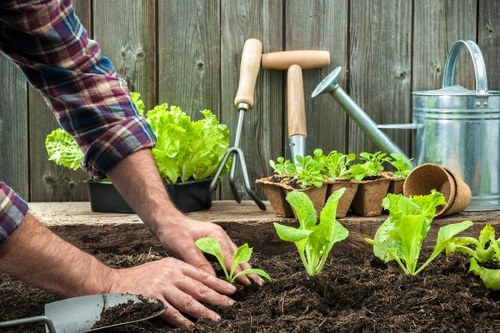 The image shows a gardener working in a backyard garden with a wooden fence in the background. In the foreground, fresh green lettuce seedlings are being planted into dark, moist soil, using gloved hands. To the right, a small tumbling compost bin and a watering can are visible, indicating outdoor maintenance activities. At the back, garden tools such as a trowel, hand rake, and gloves rest against the fence, alongside a potted lettuce plant on a wooden surface. The scene suggests a well-maintained, productive garden space typical of a suburban garden in Acton, with natural light illuminating the vibrant green foliage and rich soil, supporting sustainable gardening practices. Such garden features exemplify the services offered by landscapers in the Acton area, focusing on environmentally friendly outdoor gardening and landscape management.