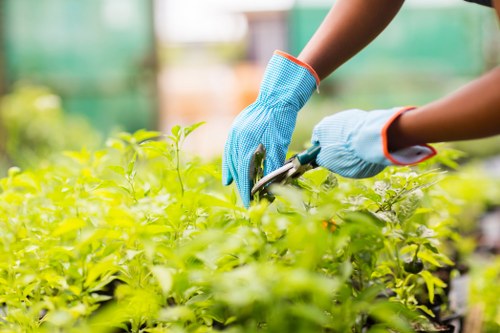 In the image, a person wearing light blue gardening gloves with orange trim is shown tending to lush green plants in a garden or greenhouse environment. The individual is using pruning shears or garden scissors, visible in their hands, to trim or shape the dense foliage. The plants have vibrant, healthy green leaves, and the setting appears to be well-maintained, with a blurred background that suggests natural light filtering through a greenhouse or garden structure. The scene emphasizes careful outdoor or greenhouse garden maintenance, highlighting the importance of pruning and plant care as part of professional gardening services offered by Landscapers Acton in the Acton area. The natural tones of the leaves, combined with the soft light conditions, create a peaceful and productive outdoor environment suitable for garden improvement and landscaping projects focused on plant health and aesthetic appeal.