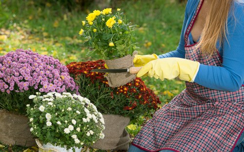 A gardener wearing a blue long-sleeve top, a red checkered apron, and yellow gardening gloves is tending to a flower bed in an outdoor garden. The garden features a variety of flowering plants, including a cluster of yellow chrysanthemums in a woven basket, a large purple aster, and white daisies, arranged in front of a lush green lawn. Behind the garden, there are blurred trees and shrubs, indicating a well-maintained landscaped backyard. The scene is captured during daylight with natural light, and the weather appears mild and pleasant. This outdoor space is indicative of professional gardening and landscaping services that enhance garden aesthetics and plant health in residential settings around Acton and nearby areas.