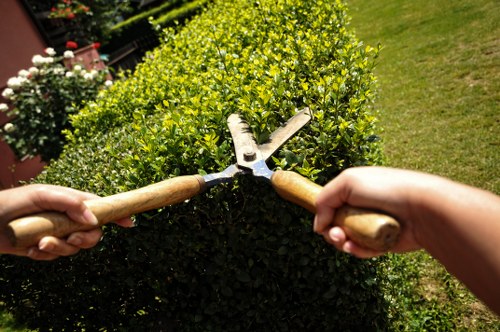 A close-up view of two hands holding gardening shears, trimming a well-maintained, dense, green hedge in a residential garden. The hedge has small, vibrant yellow-green leaves and forms a neat, curved boundary along a paved walkway, with a lush grass lawn visible in the background. The garden appears bright under natural daylight, indicating clear weather, and features other plants and flower pots in the distant background. This scene illustrates professional gardening activities related to hedge trimming and outdoor landscape maintenance commonly offered by landscapers in Acton, contributing to a tidy and attractive garden environment.