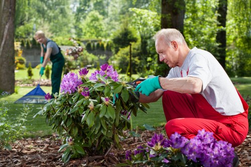 A mature man with light hair, wearing a light grey t-shirt and red gardening trousers, is kneeling on the ground in a lush, green outdoor garden. He is carefully pruning or tending to a large, vibrant flowering shrub with purple and pink blooms, which is situated near a well-maintained lawn area. In the background, another person is slightly out of focus, wearing a dark top and trousers, engaged in gardening activities such as raking or planting. The garden features a mix of grass, soil beds, and leafy trees, with natural daylight illuminating the scene. The surroundings include a neat arrangement of flower beds, mature trees, and garden tools, reflecting a well-kept outdoor space suitable for gardening services in the Acton area. The environment appears peaceful and inviting, indicative of professional garden care and landscaping work aimed at maintaining a lush, healthy outdoor environment typical of a suburban or residential garden in West London. The overall scene exudes care and precision in garden maintenance, supporting the services offered by Landscapers Acton.