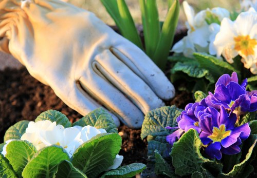 A close-up view of a gardener's gloved hand planting or tending to a vibrant flower bed in a residential garden. The garden features a variety of flowering plants, including purple, white, and yellow blossoms, set amidst lush green leaves. The soil appears rich and well-maintained, with a textured surface indicative of recent planting or watering. In the background, there are green foliage and possibly garden borders or pathways, suggesting a neatly landscaped outdoor space typical of properties in Acton. The lighting indicates a natural outdoor environment, likely on a sunny day, with bright and clear visibility. This image exemplifies professional garden maintenance and planting services offered by Landscapers Acton, contributing to a well-kept and flourishing lawn and garden area.