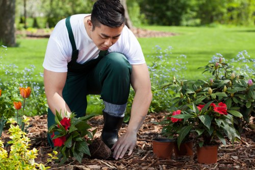 A gardener wearing a white t-shirt and dark green overalls is kneeling on the soil in a well-maintained garden in Acton, tending to young poinsettia plants in terracotta pots, which feature vibrant red and green foliage. The garden includes a lush, green lawn in the background, bordered by flower beds with small, colourful plants and dense hedge lines. Mature trees with leafy canopies create dappled sunlight across the area, indicating a bright, clear day. The gardener's focus is on carefully adjusting or inspecting the plants, with gloves protecting their hands as they work directly on the soil surface. The scene reflects a professional outdoor space that is regularly maintained, with a variety of textures from the smooth lawn, the multi-coloured flower plants, and the bark mulch surrounding the smaller plants, suggesting a garden setting where landscape and lawn care services by Landscapers Acton are regularly employed to achieve a tidy, vibrant outdoor environment in the Acton area with postcode W3.