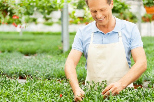 Affordable tree removal solutions in Acton