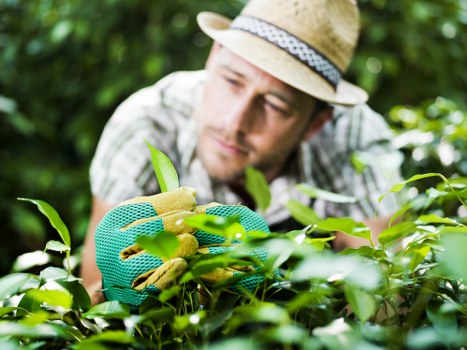 The image depicts a male gardener wearing a straw hat and blue gardening gloves, carefully tending to a dense, green hedge in an outdoor garden setting. The hedge features small, glossy leaves, and the gardener is closely inspecting or trimming the foliage, demonstrating precise maintenance work. In the background, there is a mix of trees and shrubs, contributing to a lush, natural environment typical of residential outdoor spaces in Acton, London. The sunlight filters through the foliage, indicating a bright, clear day, ideal for gardening activities. The garden layout includes a well-maintained lawn area in the foreground with dense plant borders, suggesting a thoughtfully designed landscaping scheme. This scene reflects professional garden care practices, incorporating natural tones of green and subtle textures of leaves, soil, and trimmed shrubbery, aligned with reliable outdoor maintenance services provided by companies like Landscapers Acton serving local communities with comprehensive gardening solutions.