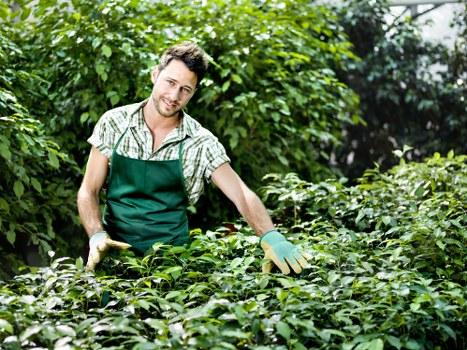 A male gardener in a green apron and gloves is working outdoors in a lush garden. He is tending to dense, well-maintained shrubbery or hedge rows, with neatly trimmed leaves and overlapping foliage. The garden features a mix of dense green plants, with a clearly visible paved pathway or patio area in the background, bordered by a variety of shrubbery and small trees. Bright natural daylight illuminates the scene, suggesting a clear day, with the natural tones of greenery and soil predominant. The setting appears to be a well-kept residential garden or landscaped outdoor space in the Acton area, highlighting professional gardening care that could be provided by companies such as Landscapers Acton, including hedge trimming and general garden maintenance. The overall environment emphasizes healthy, thriving plants arranged in an organized manner, capturing a moment of manual gardening work in a typical landscaped outdoor environment.