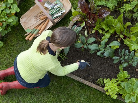 The image depicts a woman with brown hair tied back, wearing a light green sweater, dark jeans, and red rain boots, kneeling on a well-maintained grass lawn in a garden. She is tending to a raised flower bed with dark, moist soil, surrounded by a wooden border. The garden includes a variety of lush, green leafy plants and shrubs, with some plants displaying reddish-purple foliage. To the left of the woman, there is a wooden garden tool tray containing garden forks, trowels, and other tools. The outdoor space appears to be in bright daylight with natural sunlight illuminating the scene, suggesting a clear day. The garden layout shows a tidy, organized space with healthy, vibrant plants, typical of a residential garden in the Acton area, where professional gardening services are often employed by Landscapers Acton to maintain such landscaped outdoor areas. The scene emphasizes the preparation for planting or ongoing garden maintenance, highlighting attention to detail in outdoor garden care.