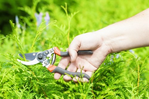 Diverse variety of trimmed hedges enhancing an Acton landscape
