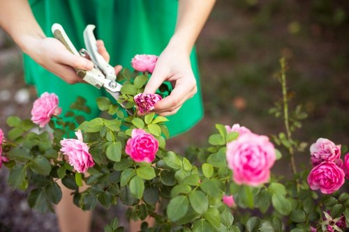 A close-up view of a gardener's hands using pruning shears to trim a lush, flowering rose bush in a well-maintained garden. The rose bush features vibrant pink blossoms and healthy green leaves, with some blooms still in bud form. The garden setting includes a mix of soil and mulch at the base of the bush, and other plants are visible in the background, contributing to a rich, natural environment. The scene is illuminated by natural daylight, suggesting a mild weather day suitable for outdoor gardening. The gardener's clothing, a green top, is lightly visible, indicating an active gardening session. This image reflects professional gardening maintenance, including pruning and plant care, aligning with local landscaping and garden upkeep services offered by companies like Landscapers Acton.