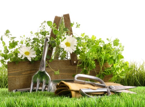 Vibrant outdoor space maintained by Acton landscapers