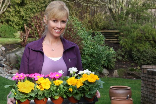 A smiling woman with blonde hair wearing a purple jacket and white top standing outdoors in a garden. She is holding a tray of potted flowering plants in shades of yellow, white, and pink. The garden features a well-maintained lawn, various green shrubs, and trees in the background, with a brick wall and wooden steps leading to an elevated area. The scene is illuminated by natural daylight, showcasing a tidy, landscaped outdoor space suitable for gardening and landscaping services in Acton or nearby areas. The garden's layout includes a grassy lawn, flower beds, and decorative pots, creating an inviting and vibrant environment.