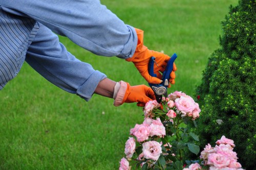 The image shows a gardener in a backyard garden, wearing a light blue long-sleeved shirt and bright orange gloves, using pruning shears to trim pink flowering shrubbery. The shrub has full, lush blooms and healthy green leaves, situated in a well-maintained lawn area with dense, vibrant grass. In the background, there are neatly trimmed evergreen bushes, creating a layered landscape. The scene is outdoors on a bright day with natural sunlight, emphasizing the fresh and tidy appearance of the garden. The setting reflects typical garden maintenance activities that a professional landscapersacts.co.uk like Landscapers Acton may undertake, focusing on flower bed care and shrub trimming within a landscaped yard, with a clear emphasis on healthy plants and organized garden structures in a suburban environment near Acton.