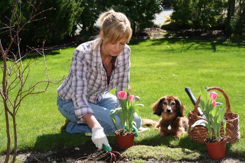 A woman with blonde hair, wearing a plaid shirt and light blue jeans, is kneeling on a well-maintained green lawn in a garden, planting pink tulips in a small terracotta pot. She is wearing gardening gloves and appears focused on her task. Nearby, a small brown puppy with floppy ears is sitting on the grass, observing the woman. The garden features a neatly trimmed hedge in the background, along with several flowering plants in baskets, including pink tulips and other seasonal blooms. The soil in the planting area is dark and freshly turned, contrasting with the lush, dense grass surrounding it. The scene is illuminated by natural daylight, suggesting a clear, bright day with mild sunlight enhancing the vibrant colours of the garden and plants. This outdoor space shows signs of regular gardening care, reflecting professional landscaping and lawn maintenance work, typical of services offered by landscapers in Acton.