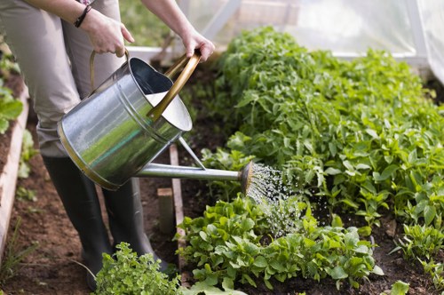 The image shows a gardener watering a well-maintained vegetable plot within an outdoor garden space, featuring rows of lush, green leafy plants, likely lettuce or similar vegetables, growing in dark, fertile soil. The gardener, partially visible, holds a metal watering can with a wooden handle, pouring water carefully onto the plants. In the background, there are taller green plants or shrubs, and the garden appears to be in a semi-enclosed setting, possibly under a glass or transparent greenhouse structure, allowing natural light to filter through. The scene emphasizes healthy plant growth typical of professional gardening and landscaping services provided by Landscapers Acton in the local area. The environment suggests a purposefully cultivated outdoor space aimed at vegetable gardening or food production, with a focus on nurturing and maintaining lush, vibrant greenery in a neat, organized layout under natural weather conditions.
